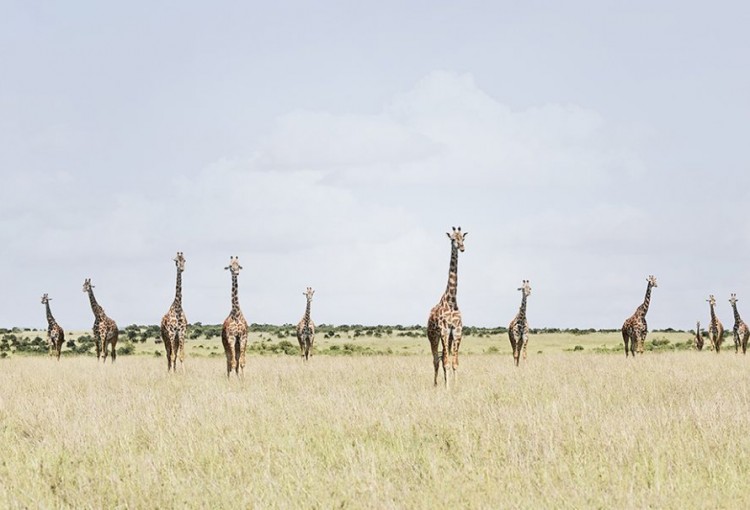 DB_12-Giraffes-Maasai-Mara-Kenya-2018-2-1080x606