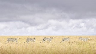 Cheetah Coalition, Maasai Mara
