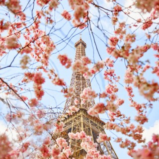 Cherry Blossoms, Paris, France