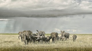 Elephant Day Care, Amboseli