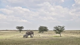 Elephant Mother and Calf, Maasai Mara