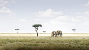 Elephant Pair, Amboseli, Kenya