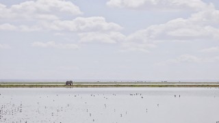 Elephant on the Horizon, Amboseli