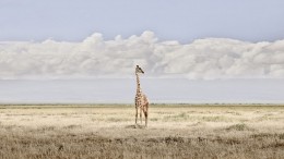 Head in Clouds, Amboseli, Kenya