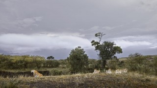 Lioness and Four Cubs at River Edge, Maasai Mara