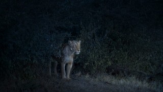 Nocturne (Lioness), Maasai Mara