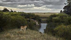 One Eyed Lion, Maasai Mara, Kenya