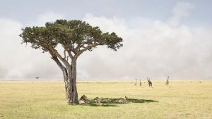 Paradise, Maasai Mara, Kenya