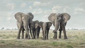 Solice, Amboseli, Kenya