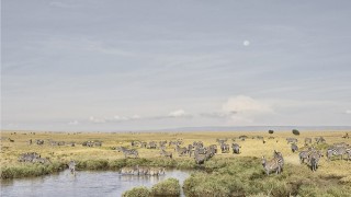 Zebras at Watering Hole, Maasai Mara, Kenya