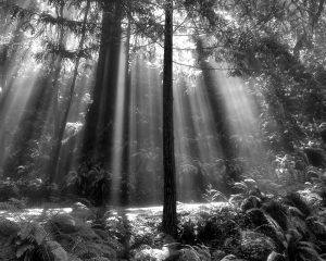 Morning Sun Rays, Mendocino County