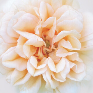 Dream Rose III