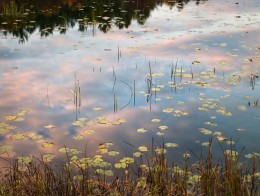 Lily Pads, Pond, Sunset, New Hampshire