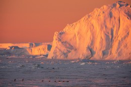 Emperor Penguins at Dawn, pt 1, Near Snow Hill Island