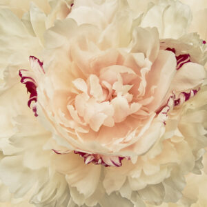 Enchanted Peony I