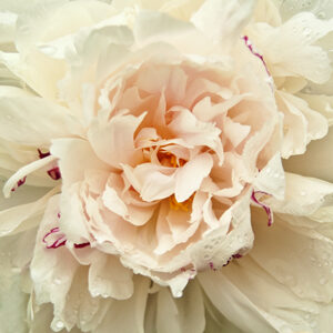 Enchanted Peony II