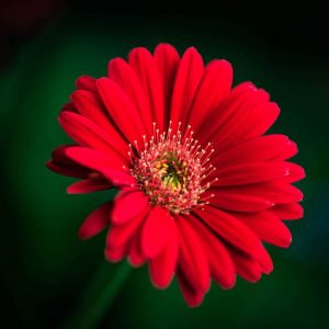 Awakening Red Daisy