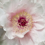 First Blush