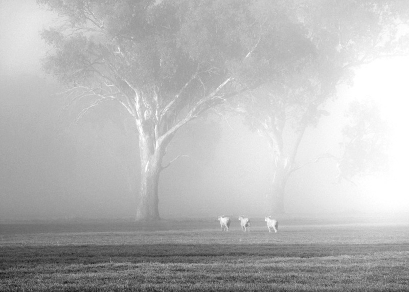 Fog & Three Sheep, Mansfield, Victoria, Australia