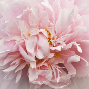 Frilly Peony