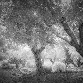 Garden of Gethsemane 1