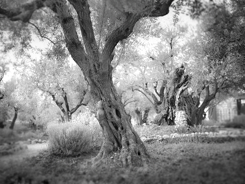 Garden of Gethsemane 2