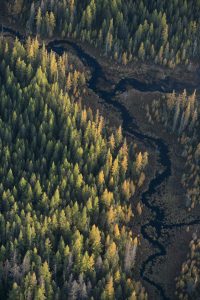 Autumn Tamaracks, Saranac River Valley, NY