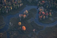Autumn Maples, Saranac River Valley near Saranac Lake, NY