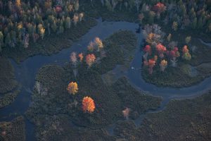 Autumn Maples, Saranac River Valley near Saranac Lake, NY