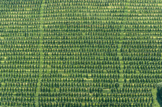 Apple Orchard near Pultneyville, New York