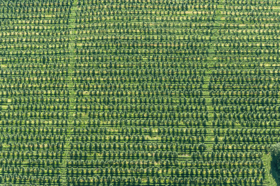 Apple Orchard near Pultneyville, New York