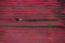 Cranberry Harvesting II near Halifax, Massachusetts