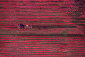 Cranberry Harvesting II near Halifax, Massachusetts
