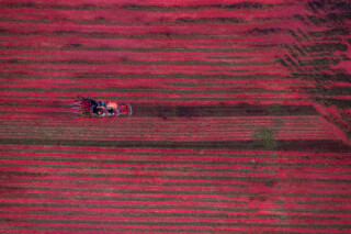 Cranberry Harvesting II near Halifax, Massachusetts