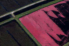 Cranberry Harvesting III near Halifax, Massachusetts