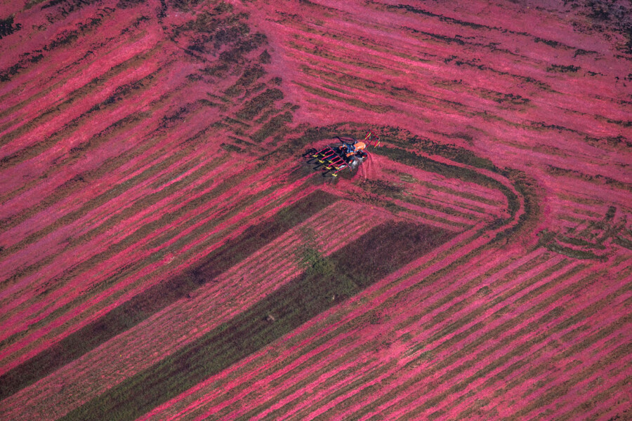 Cranberry Harvest near Halifax, Massachusetts