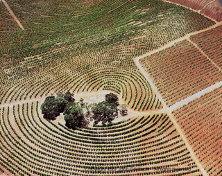 Sonoma Vineyards