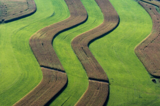 Undulating Corn Rows near Palmyra, New York