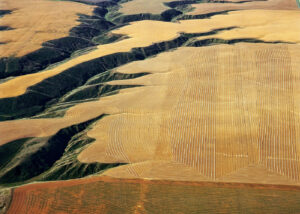 Wheatfields and Black Gullies near Great Falls, Montana