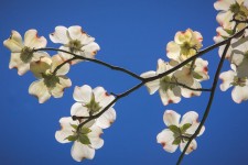 Dogwood Blossom #1, California