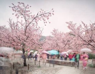 Sakura and Umbrellas, Kyoto