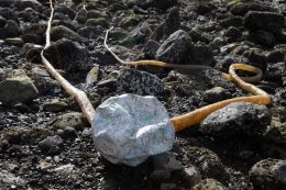 Creature of the Anthropocene