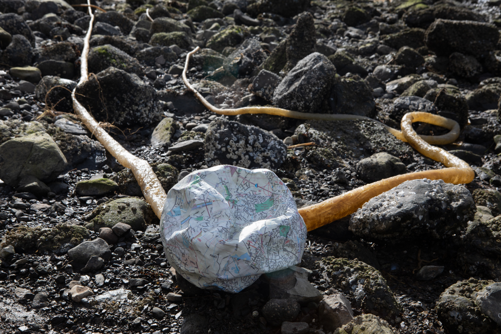 Creature of the Anthropocene