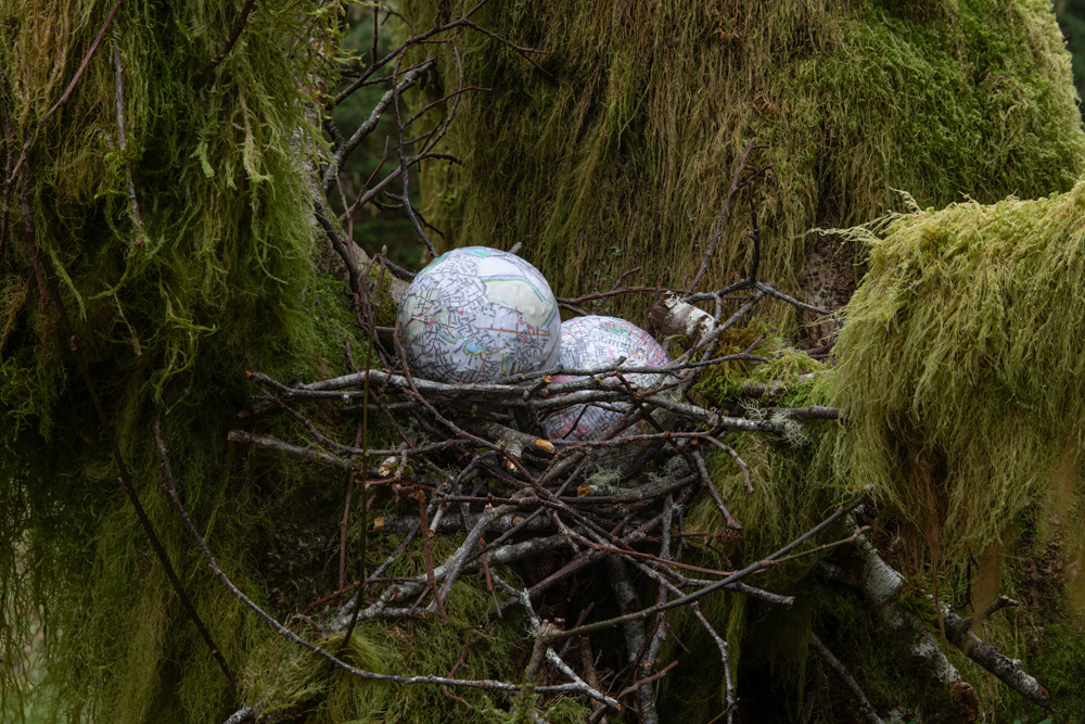 Sitka Nest