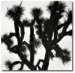 Joshua Tree Fireworks #1
