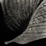 Wise Hosta