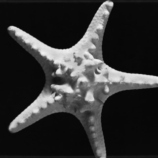 Knobby Star