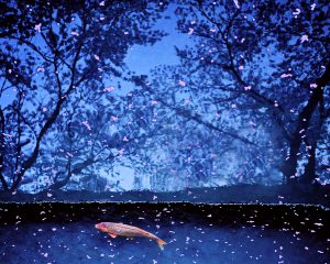 Koi Fish and Sakura, Kyoyo