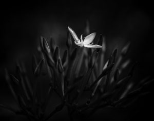 The Edge of Simplicity VIII