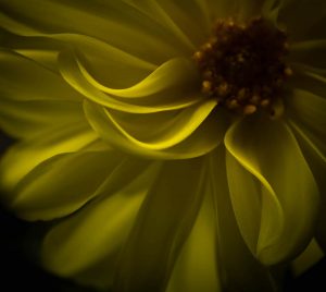 Awakening Yellow Petals